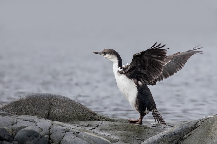 imperial shag