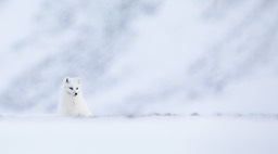 arctic fox