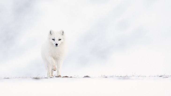 arctic fox