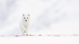 arctic fox