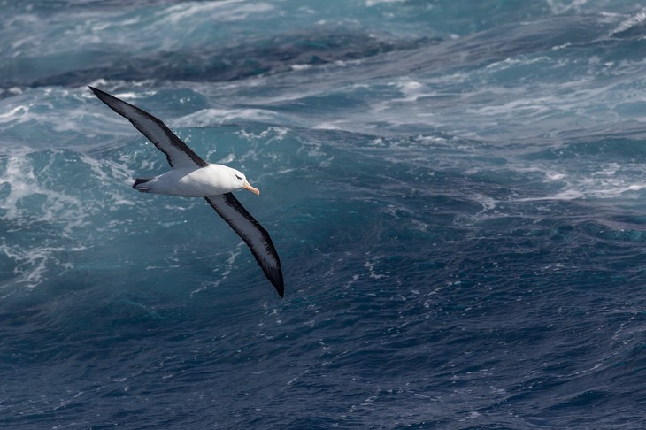 black browed albatross