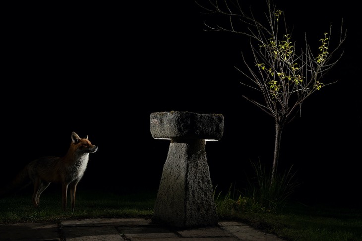 red fox
