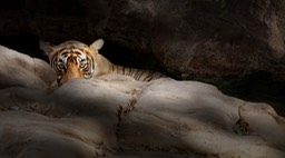 bengal tiger