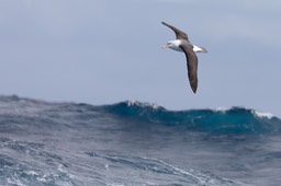 black browed albatross