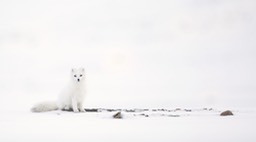 arctic fox