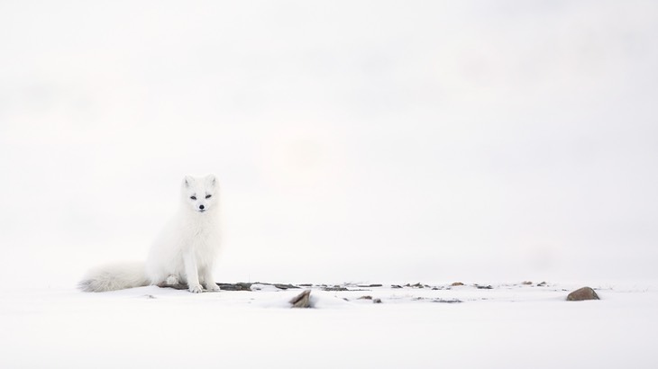 arctic fox