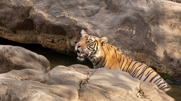 bengal tiger