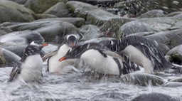 gentoo penguin