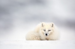 arctic fox