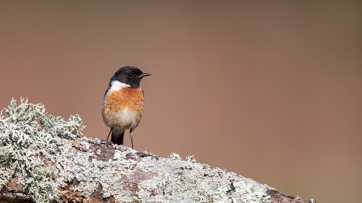 stonechat