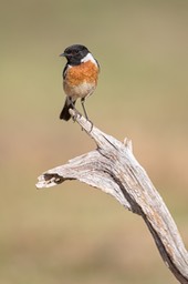 stonechat