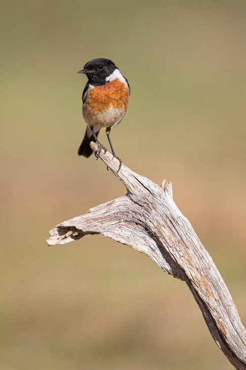 stonechat