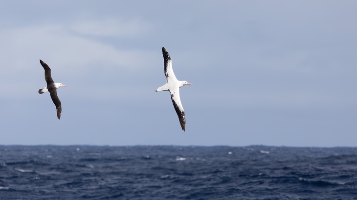 wandering albatross