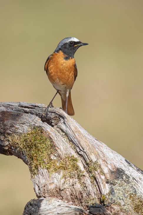 redstart