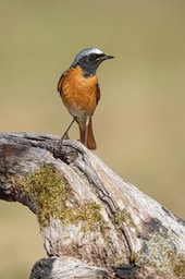 redstart