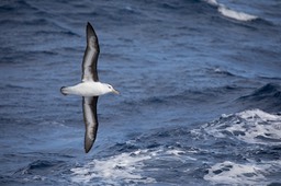 black browed albatross