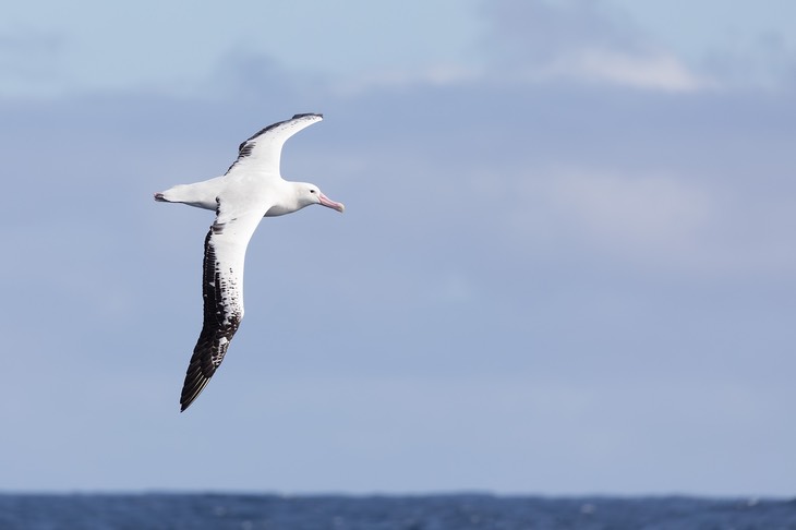 wandering albatross