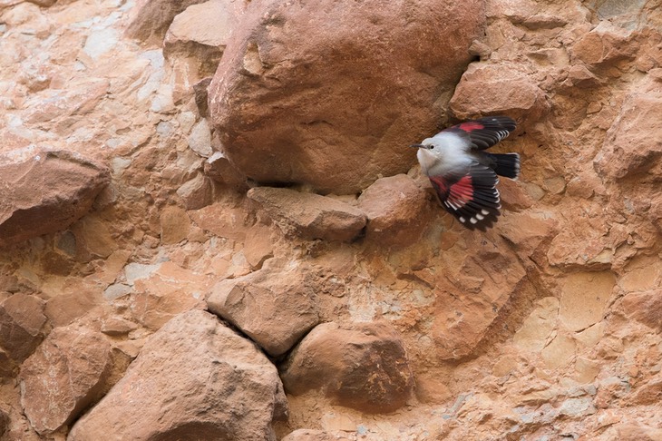 wallcreeper