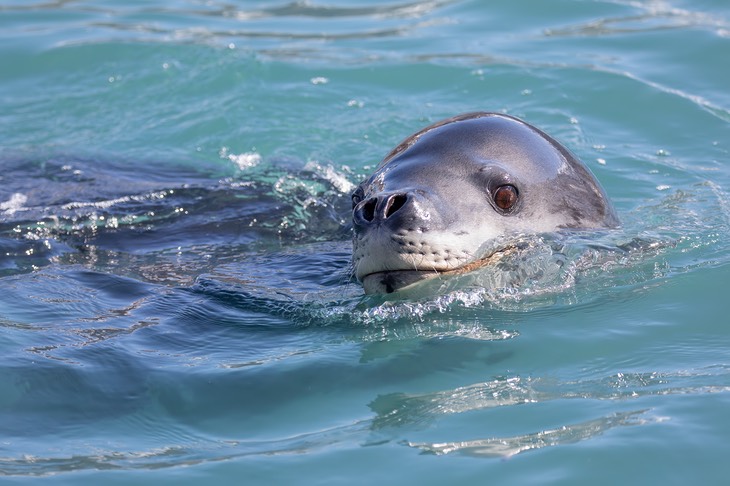 leopard seal