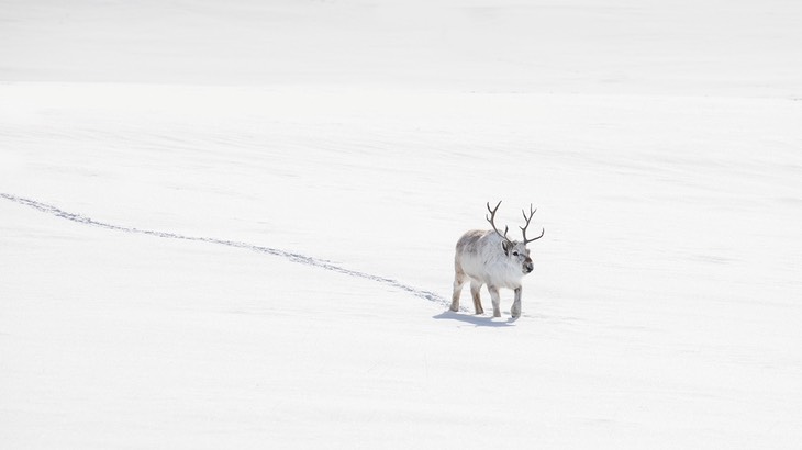 svalbard reindeer