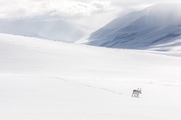 svalbard reindeer