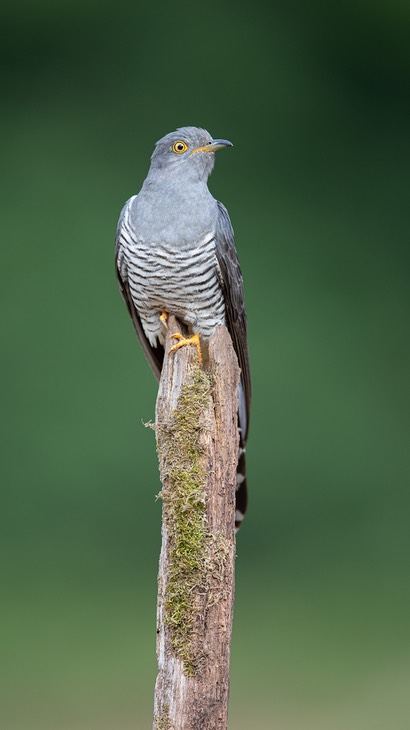 cuckoo