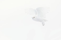 snowy owl