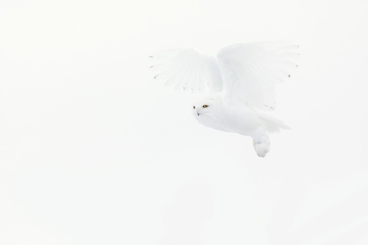 snowy owl