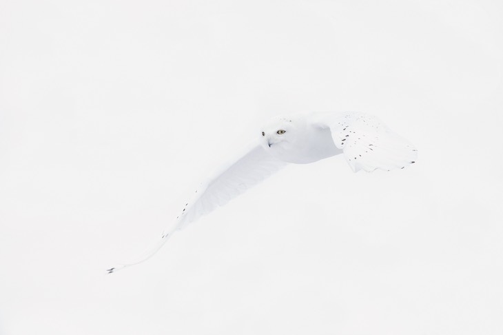 snowy owl