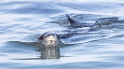 leopard seal