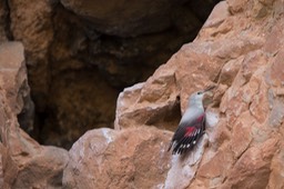 wallcreeper