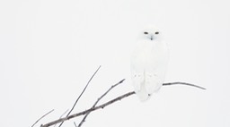 snowy owl