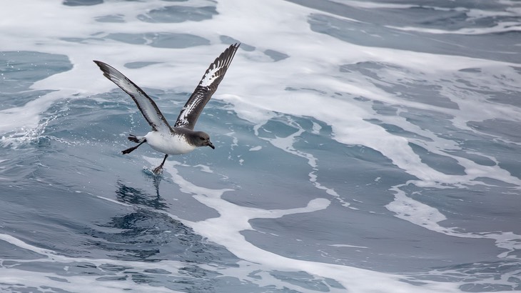 cape petrel