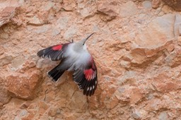 wallcreeper