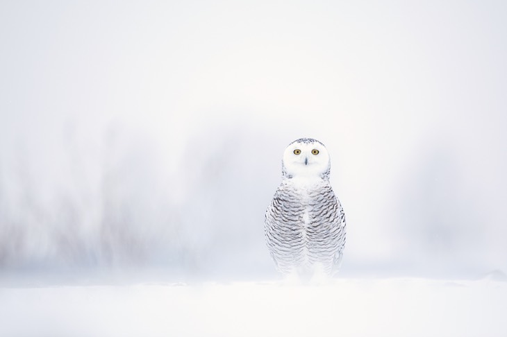 snowy owl