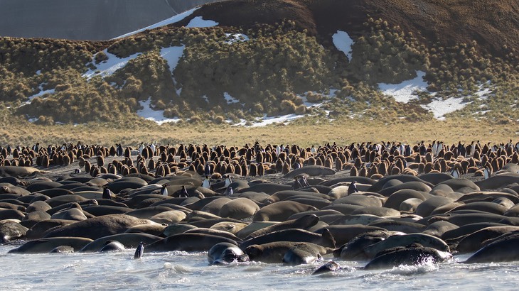 southern elephant seal