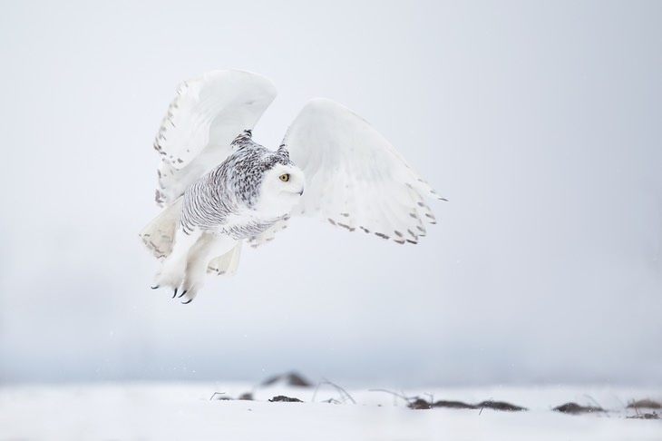 snowy owl