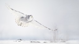 snowy owl