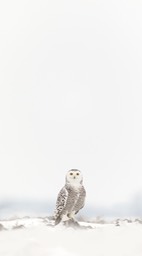 snowy owl