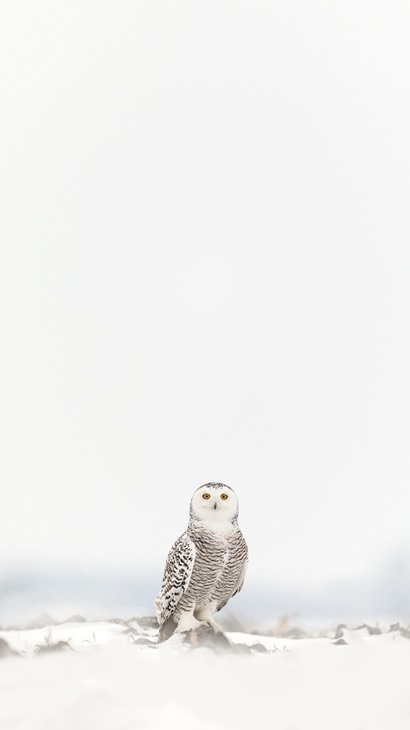 snowy owl