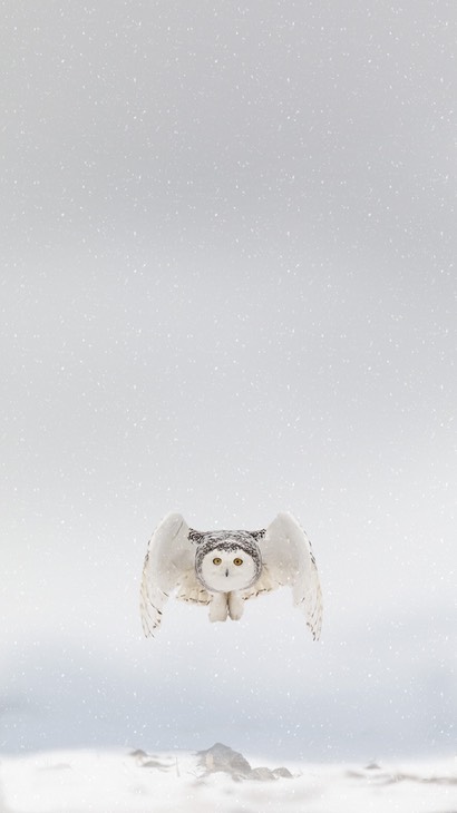 snowy owl