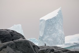 gentoo penguin