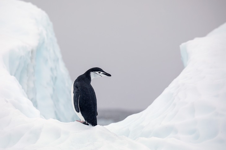 chinstrap penguin