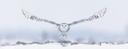 snowy owl