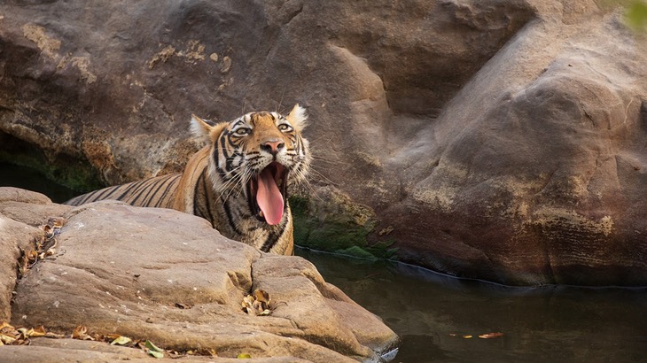 bengal tiger