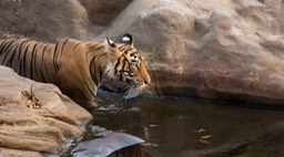 bengal tiger