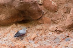 wallcreeper