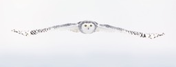 snowy owl