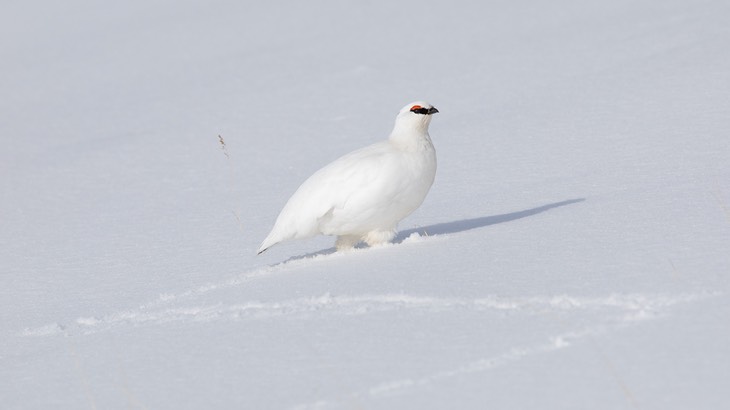 svalbard ptarmigan