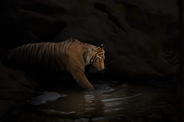 bengal tiger